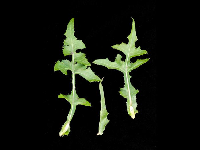 Laiteron champs (Sonchus arvensis)_7