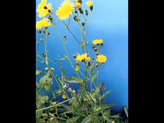 Laiteron champs (Sonchus arvensis)_11