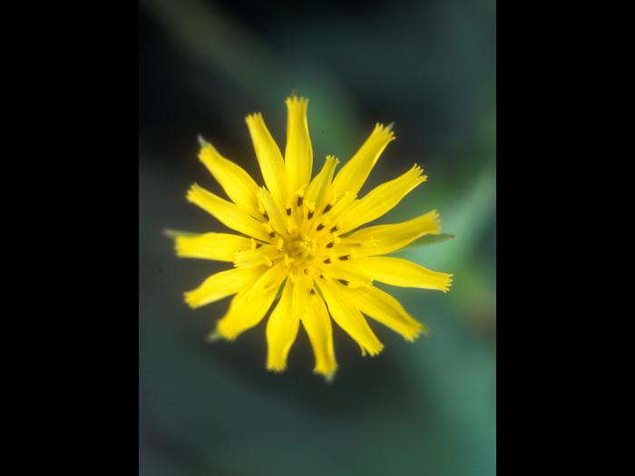 Salsifis prés (Tragopogon pratensis)_6