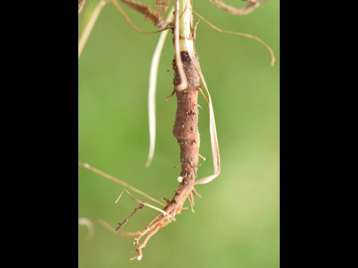Salsifis prés (Tragopogon pratensis)_16