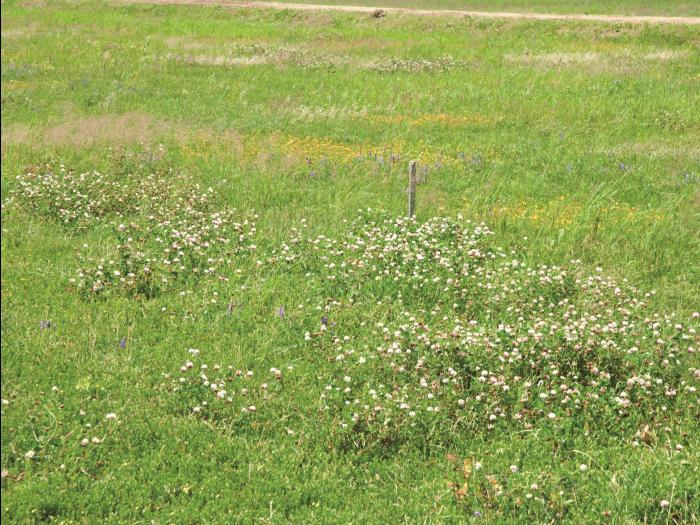 Trèfle blanc(Trifolium repens)_11
