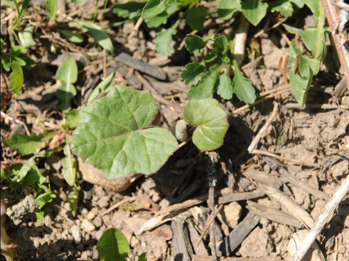 Tussilage pas-d'âne(Tussilago farfara)_15