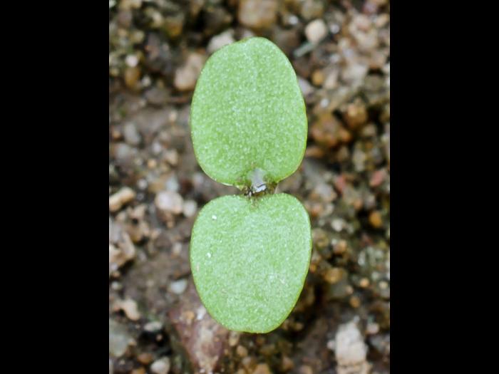 Violette des champs(Viola arvensis)_1