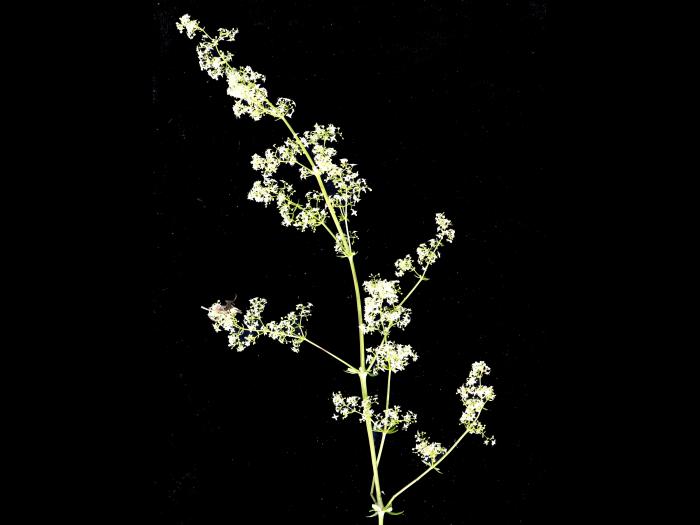 Gaillet mollugine (Galium mollugo)_5