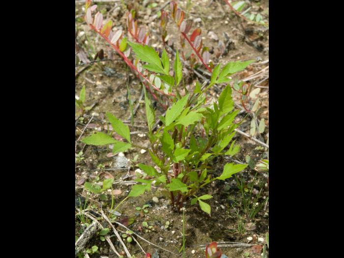 Bident feuillu(Bidens frondosa)_5