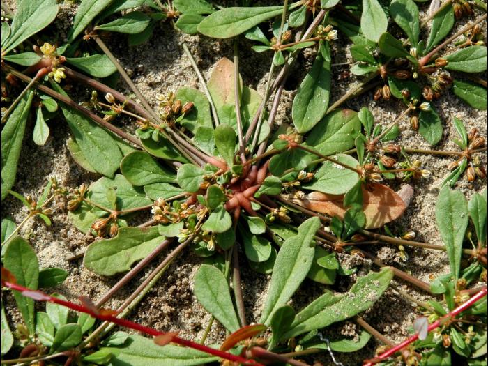 Mollugine verticillée (Mollugo verticillata)_6