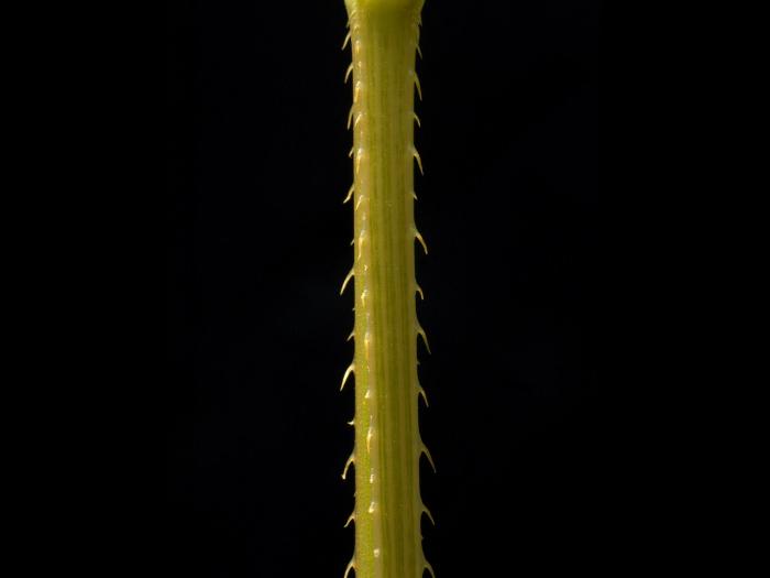 Renouée sagitté (Persicaria sagittata)_12