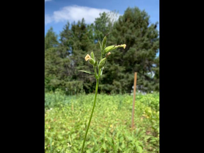 Silène noctiflore(Silene noctiflora)_7