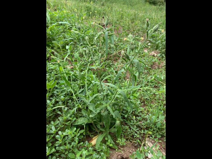 Silène noctiflore(Silene noctiflora)_10