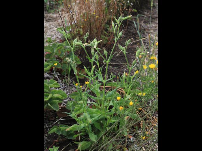Silène noctiflore(Silene noctiflora)_18