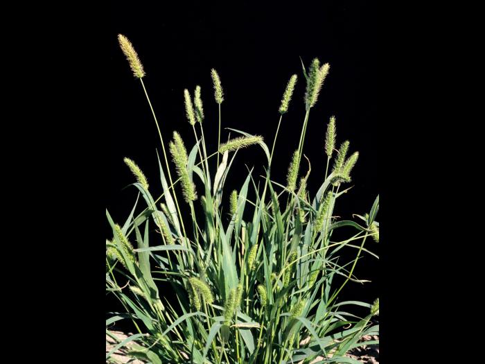 Sétaire verte (Setaria viridis)_2