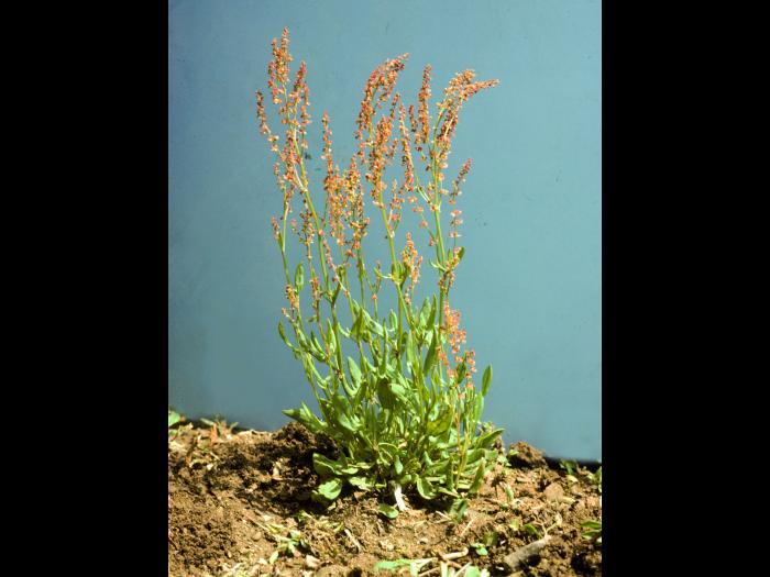 Petite oseille (Rumex acetosella)_6