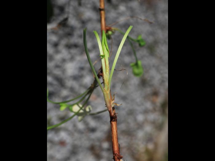Petite oseille (Rumex acetosella)_24