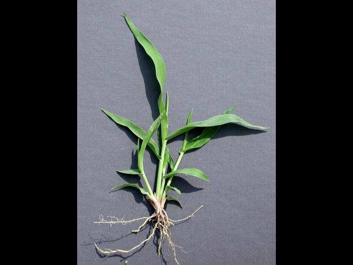 Ériochloé velue (Eriochloa villosa)_14