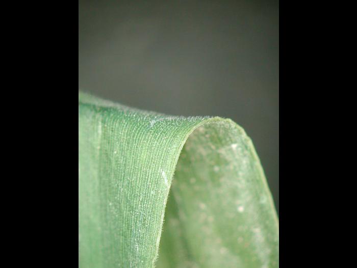 Ériochloé velue (Eriochloa villosa)_24