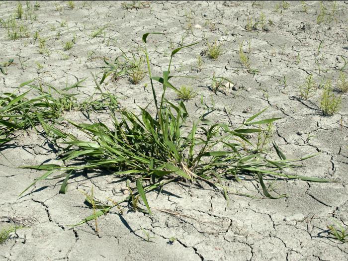 Ériochloé velue (Eriochloa villosa)_29