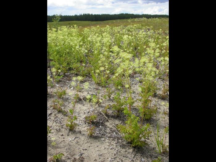 Aralie hispide(Aralia hispida)_12