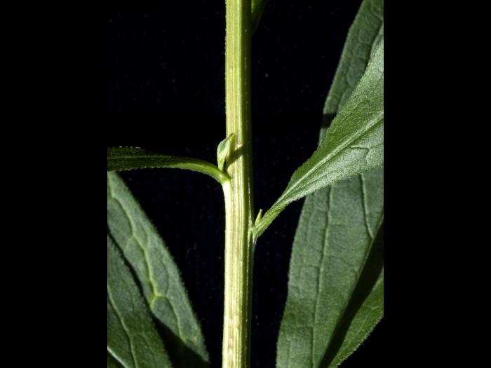 Aster ombelles(Doellingeria umbellata)_4