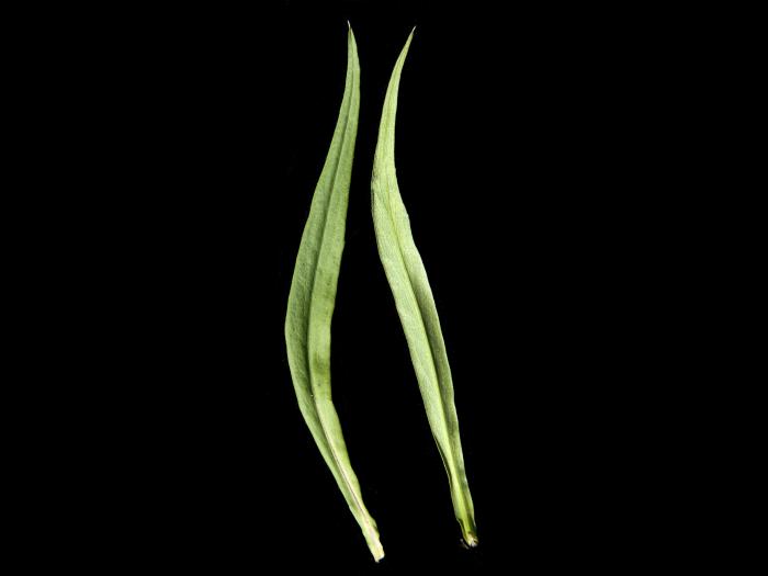 Aster simple(Symphyotrichum lanceolatum)_7