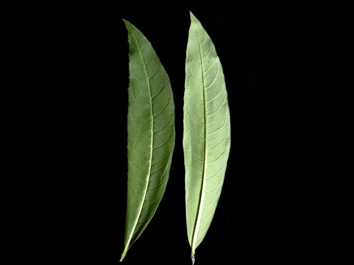 Épilobe feuilles étroite (Chamaenerion angustifolium)_10