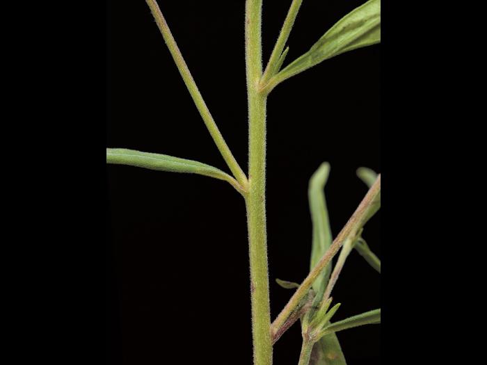 Épilobe leptophylle (Epilobium leptophyllum)_4