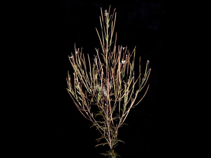 Épilobe leptophylle (Epilobium leptophyllum)_10