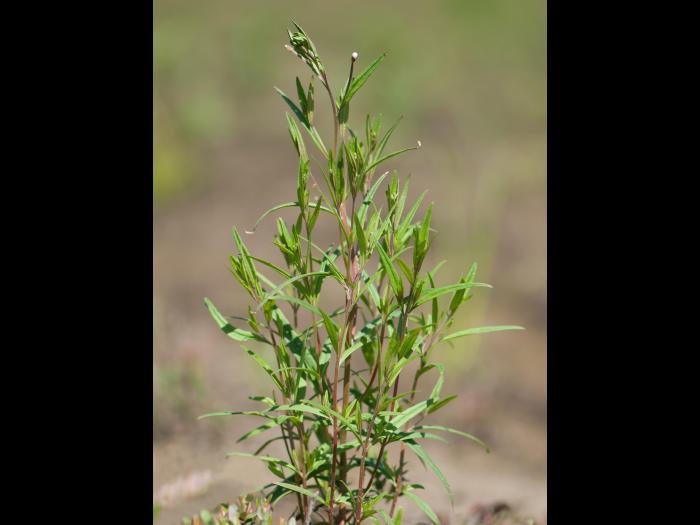 Épilobe leptophylle (Epilobium leptophyllum)_13