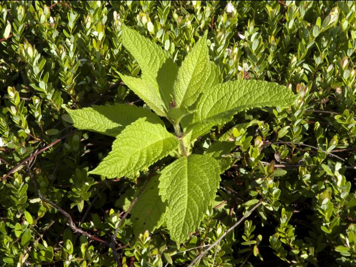 Eupatoire maculée (Eutrochium maculatum var. maculatum)_6