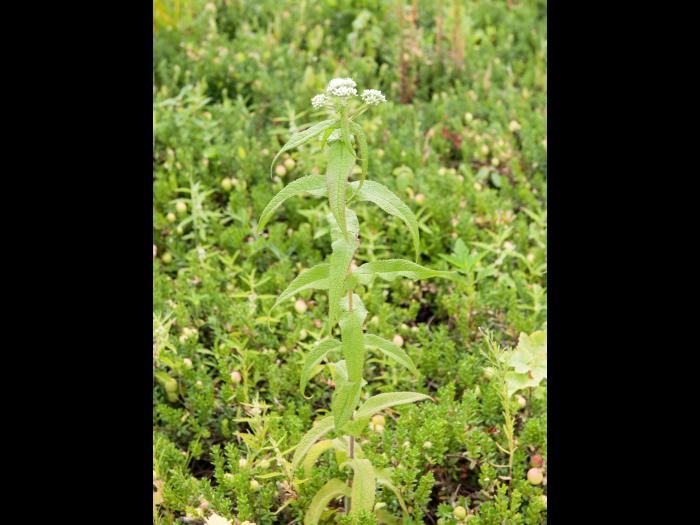 Eupatoire perfoliée (Eupatorium perfoliatum)_3