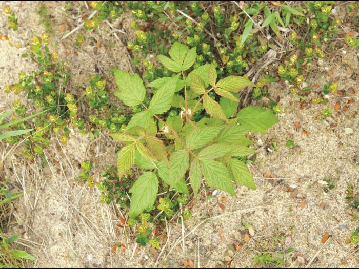 Framboisier rouge (Rubus idaeus)_4