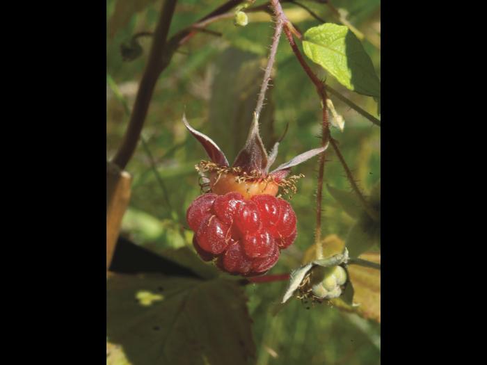 Framboisier rouge (Rubus idaeus)_5
