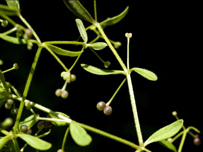 Gaillet palustre (Galium palustre)_3
