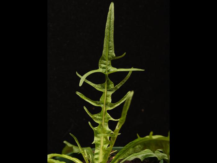 Liondent automne (Leontodon autumnalis)_16