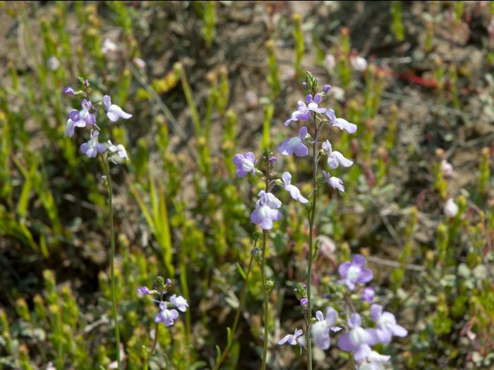 Linaire Canada (Nuttallanthus canadensis)_1