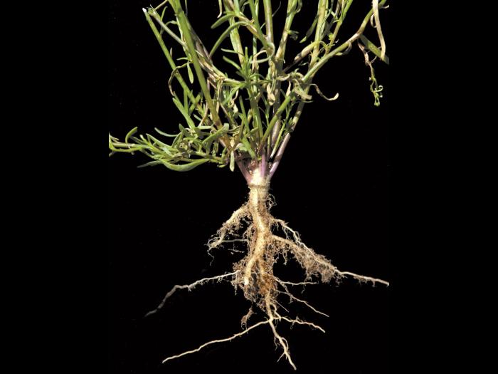 Linaire Canada (Nuttallanthus canadensis)_5