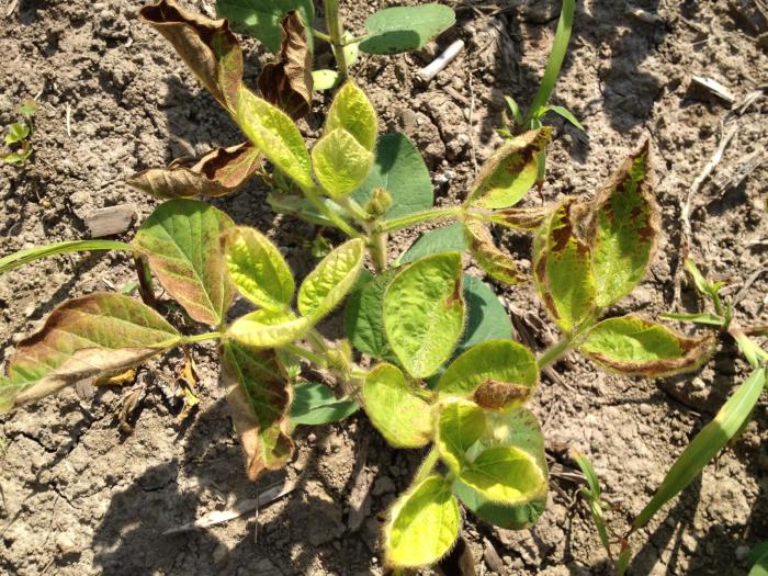 Soya - mésotrione (27)_5