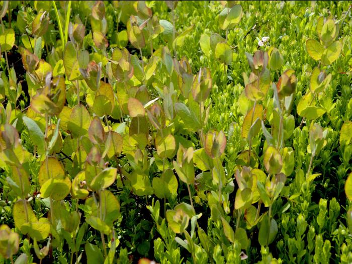 Millepertuis Fraser (Hypericum fraseri)_10