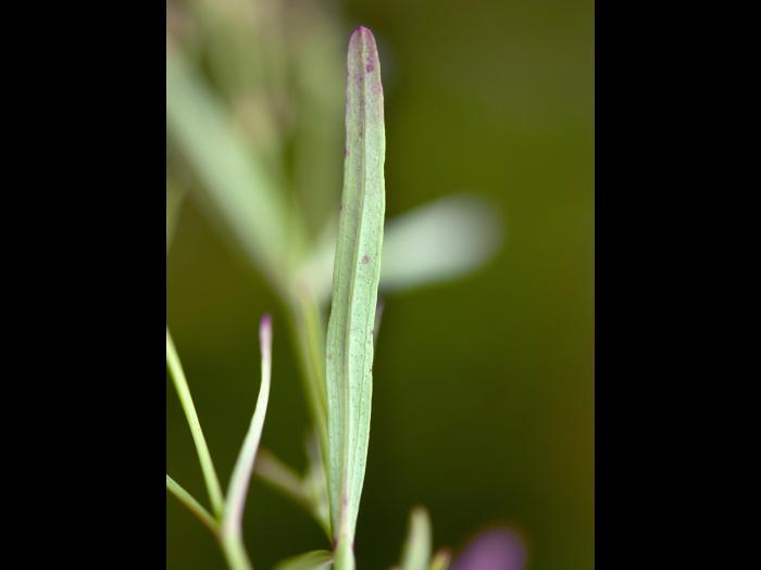 Millepertuis Canada (Hypericum canadense)_4