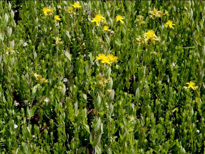 Millepertuis elliptique (Hypericum ellipticum)_1