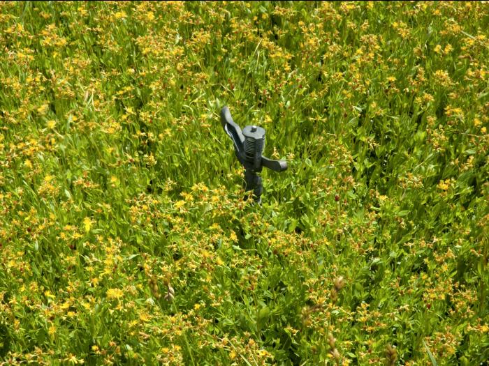 Millepertuis elliptique (Hypericum ellipticum)_16