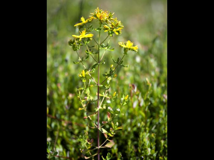 Millepertuis commun (Hypericum perforatum)_1