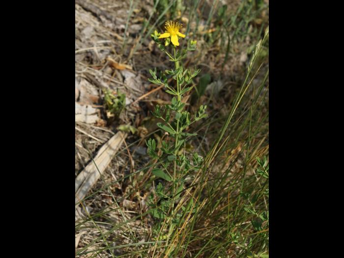 Millepertuis commun (Hypericum perforatum)_13