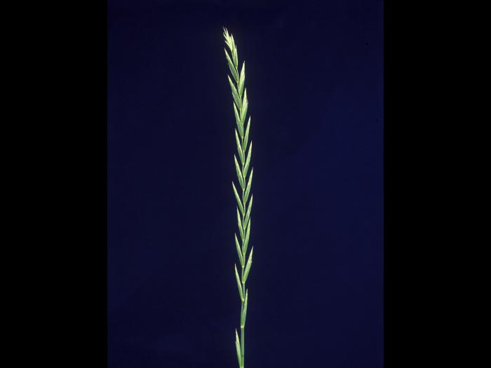 Chiendent(Elymus repens)_1