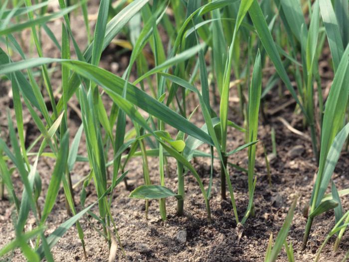 Chiendent(Elymus repens)_2
