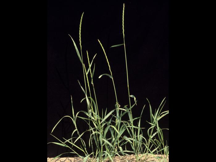 Chiendent(Elymus repens)_4
