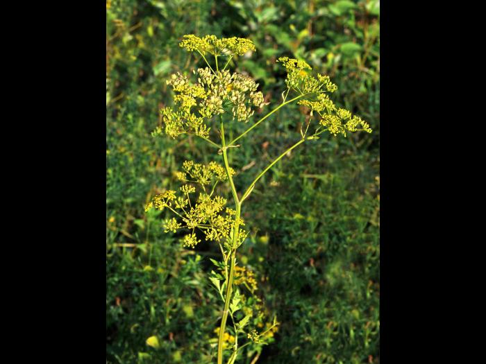 Panais sauvage (Pastinaca sativa)_5