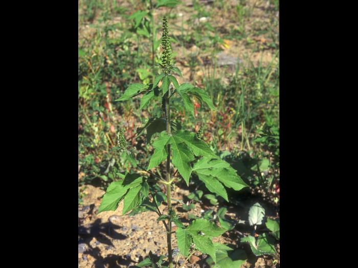 Grande herbe à poux (Ambrosia trifida)_11