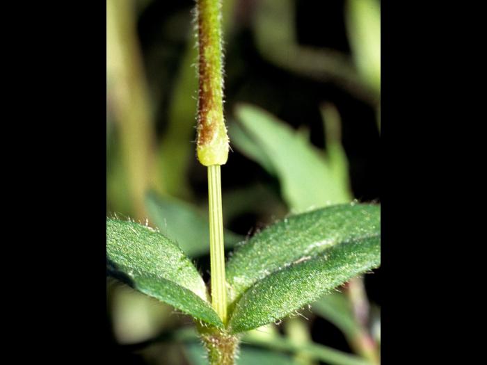 Céraiste vulgaire(Cerastium fontanum)_8