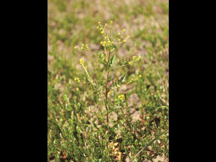 Rorippe marais (Rorippa palustris)_6