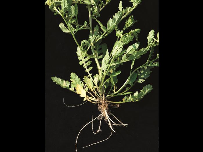 Rorippe marais (Rorippa palustris)_9